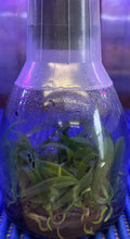 Load image into Gallery viewer, Flask - Thrixspermum saruwatarii
