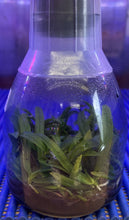 Load image into Gallery viewer, Flask - Thrixspermum saruwatarii
