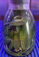 Load image into Gallery viewer, Flask - Phalaenopsis Zheng Min Muscadine &#39;Peter x Zheng Min Muscadine &#39;Mituo&#39;

