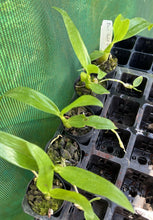 Load image into Gallery viewer, Orchid Seedling 50mm Pot size - Dendrobium Gold Diamond softcane
