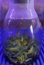 Load image into Gallery viewer, Flask - Phalaenopsis malipoensis species
