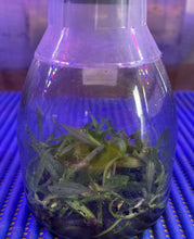 Load image into Gallery viewer, Flask - Phalaenopsis malipoensis species

