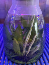 Load image into Gallery viewer, Flask - Phalaenopsis Kingidium deliciosum var hookerianum x self
