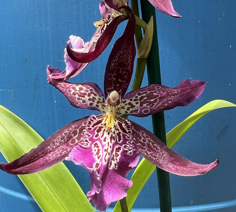 Flowering Size Plant - Oncidium Beallara Marfitch Howard's Dream