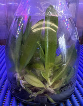 Load image into Gallery viewer, Flask - Phalaenopsis Phal. tetraspis var alba  - Species

