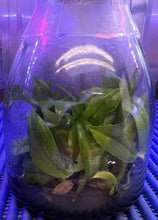 Load image into Gallery viewer, Flask - Phalaenopsis Phal. tetraspis &#39;PNS3b&#39; - Species
