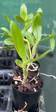 Load image into Gallery viewer, Orchid Seedling 50mm Pot size - Dendrobium Crown softcane

