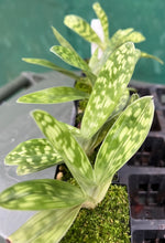 Load image into Gallery viewer, Orchid Seedling Advanced 50mm Pot Size - Paphiopedilum Doya Green Prince x Hsinying Citron
