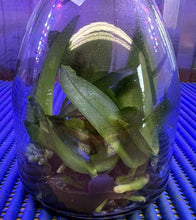 Load image into Gallery viewer, Flask - Phalaenopsis Natasha &#39;Aeiko&#39;
