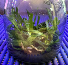 Load image into Gallery viewer, Flask - Tuberolabium kotoense x sib - Species
