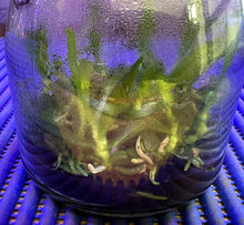 Load image into Gallery viewer, Flask - Tuberolabium kotoense x sib - Species
