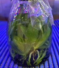 Load image into Gallery viewer, Flask - Phalaenopsis cornu-cervi fma chattaladae  &#39;Red W18&#39; x violacea indigo &#39;Red&#39;
