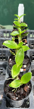 Load image into Gallery viewer, Orchid Seedling 50mm Pot size - Dendrobium Pearl softcane
