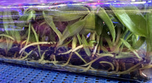 Load image into Gallery viewer, Flask - Oncidium Onc. lanceanum - Species
