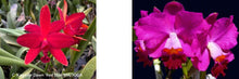 Load image into Gallery viewer, Flask - Cattleya Kagaribi Dawn 'Red Star' x Beautiful Sunday
