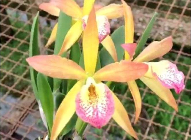 Flask - Cattleya Bc Korea Beauty JKLee x C tenebrosa auera