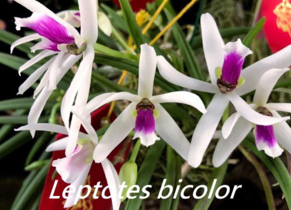 Flask - Cattleya Leptotes bicolor x sib ('US 4N' x 'BR 4N') - Species