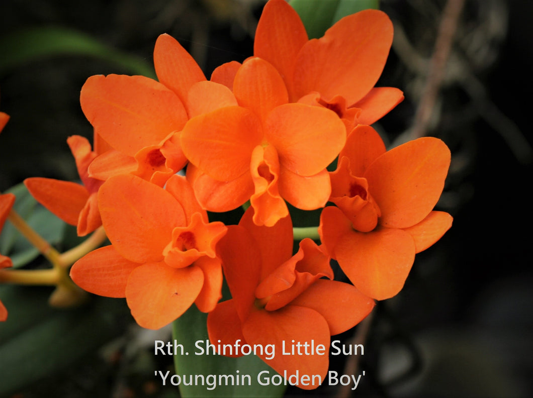 Orchid Seedling  50mm Pot Size - Cattleya Shinfong Little Sun