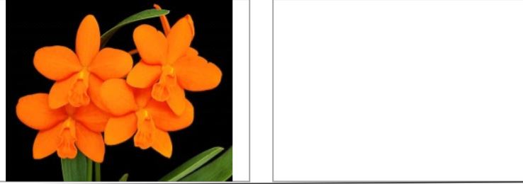 Orchid Seedling  50mm Pot Size - Cattleya Hsinying Orange Nuggett 'Orange Nuggett'