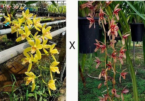 70mm pot - Cymbidium Mad Pixie Fiona x Tavoy 'Red'