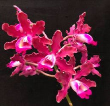 Load image into Gallery viewer, Flask - Cattleya Myc Mem Louise Fuchs &#39;Purple Rain&#39; FCC/AOS (Mcp tibicinis x C bicolor)

