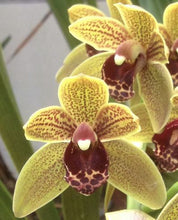 Load image into Gallery viewer, 70mm pot - Cymbidium Newbold Craigieburn &#39;Newbold Houston St&#39;
