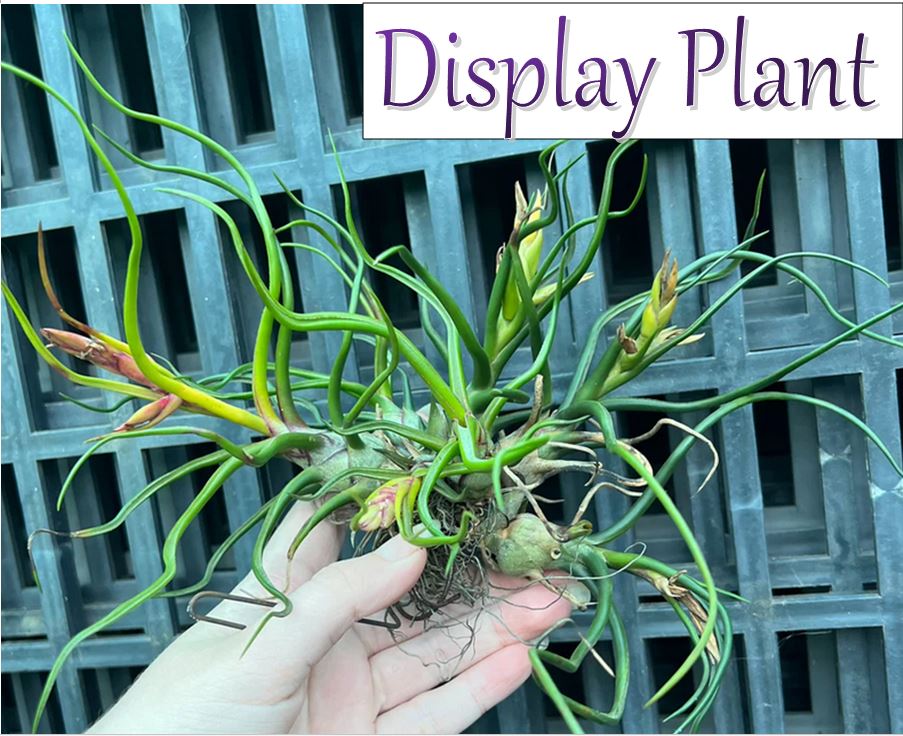 Air Plant - Tillandsia No12 bulbosa