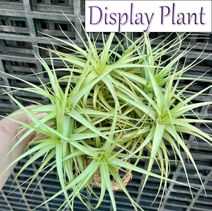 Air Plant - Tillandsia No15 bergeri