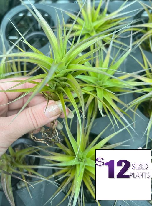 tillandsia bergeri air plant Air Plant