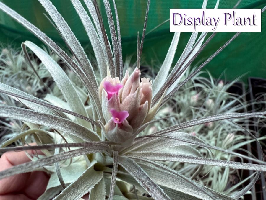 Air Plant Tillandsia - *IN SPIKE* - No16 gardneri
