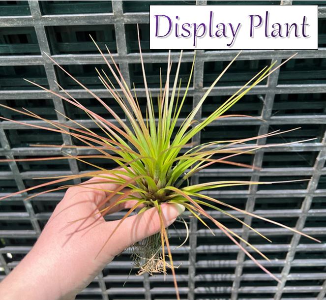 Air Plant - Tillandsia No17