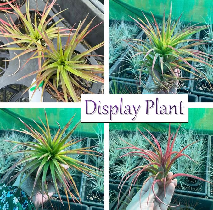 Air Plant - Tillandsia No18