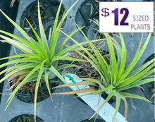 Load image into Gallery viewer, Air Plant - Tillandsia No18
