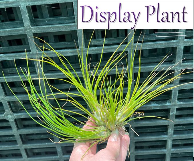 Air Plant - Tillandsia No4 disticha ‘green’