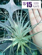 Load image into Gallery viewer, Air Plant Tillandsia - *IN SPIKE* - No16 gardneri
