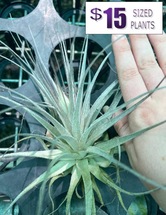 Air Plant Tillandsia - *IN SPIKE* - No16 gardneri