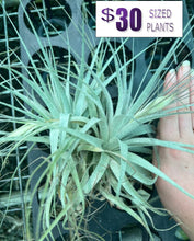 Load image into Gallery viewer, Air Plant Tillandsia - *IN SPIKE* - No16 gardneri
