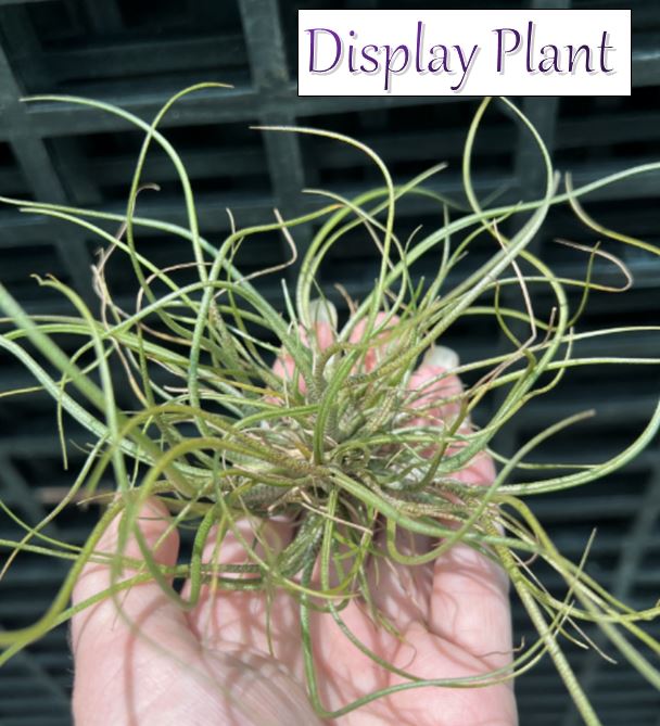 Air Plant - Tillandsia No3 butzii