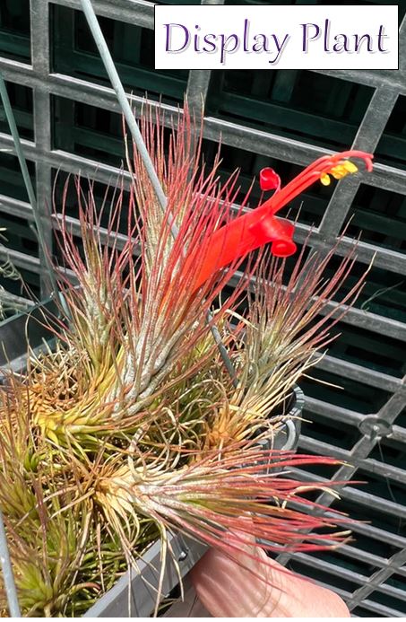 Air Plant - Tillandsia No33 funkiana