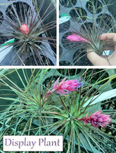 Load image into Gallery viewer, Air Plant - Tillandsia No9 nigra (stricta ‘dark’)
