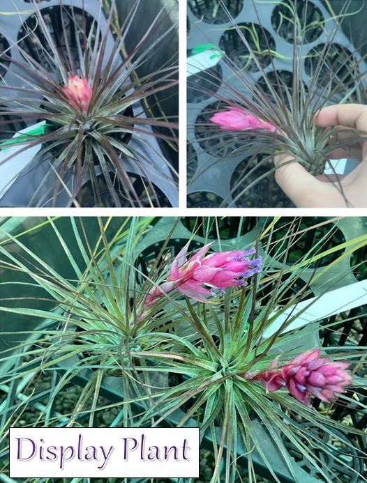 Air Plant - Tillandsia No9 nigra (stricta ‘dark’)