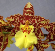 Load image into Gallery viewer, Orchid 50mm Pot Size - Oncidium Pratum Gold

