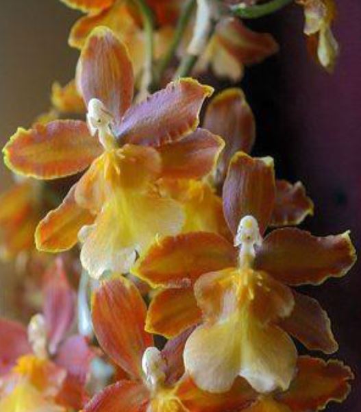 Orchid 50mm Pot Size - Oncidium Brown Sugar