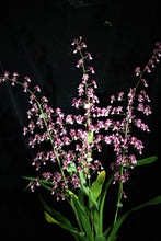 Load image into Gallery viewer, Flask - Oncidium Jairak Fragrance &#39;Chocolate&#39; (Twinkle x Yuan Nan Frangrant)
