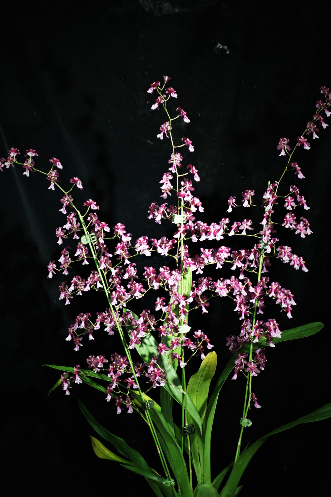 Flask - Oncidium Jairak Fragrance 'Chocolate' (Twinkle x Yuan Nan Frangrant)