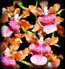 Load image into Gallery viewer, Orchid 50mm Pot Size - Oncidium Pacific Sunrise &#39;Hakalau&#39;
