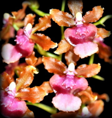 Orchid 50mm Pot Size - Oncidium Pacific Sunrise 'Hakalau'