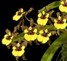 Load image into Gallery viewer, Flask - Oncidium Onc. croesus - Species
