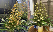 Load image into Gallery viewer, Flask - Oncidium Hwuluduen Autumn &#39;Melody&#39; (Fragrant)
