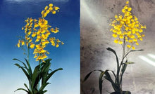 Load image into Gallery viewer, Flask - Oncidium Saint Dawn Gold
